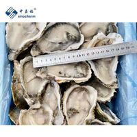 Sinocharm BRC Approved 10-12cm Frozen Sand-free Seafood Quick Frozen Half Shell Oyster Frozen Oyster