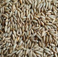 Rye flakes from organic farm rye grains / winter rye / rye bran