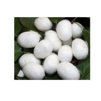 Hot Sale High Quality Silkworm Cocoon For Silk Fiber - Mulberry White Silkworm Cocoon From Vietnam