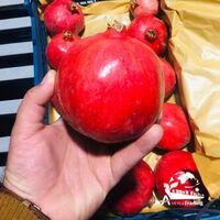 High quality sweet and sour large fresh pomegranate in bulk