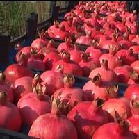 %100 FRESH NATURAL POMEGRANATE FROM TURKISH MANUFACTURER