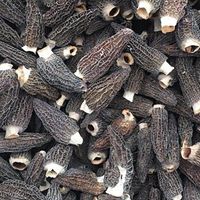 Mushroom Morels