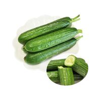 Fresh Hybrid Cucumber Seeds Available Now