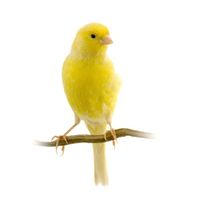 Yorkshire canary aviary, parakeet cage, toy racing pigeon lovebird home, feeder supplies