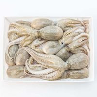 Wholesale supply of frozen baby octopus