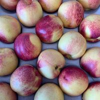 Premium Wholesale Fresh Peaches South African Peaches