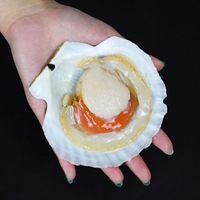 Good price and delicious new season frozen half-shell scallops