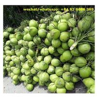 Fresh Green Young Coconut Wholesale High Quality Best Offer Coconut