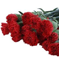 20 Pcs/Pack Kunming Yunnan China Carnation Wholesale Plant Export Cut Flowers For Decoration