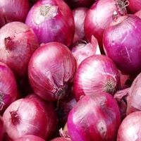 Fresh Red Onion Importer Fresh Vegetable Onion Wholesale Red Onion at Good Price