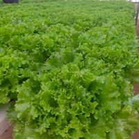 Wholesale Hydroponic Green Batavia Lettuce Egyptian Fresh Vegetable Lettuce Salad with Organic Vegetables