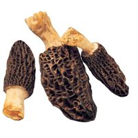 Detan Wholesale Pure Fresh Morchella
