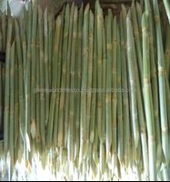 Cheapest Price High Quality Fresh Sugar Cane - Top Product Export