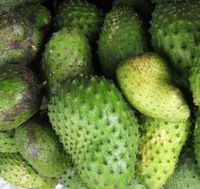 Fresh graviola - sour fruit - from Vietnam 2021 / Whatsapp +84 845 639 639