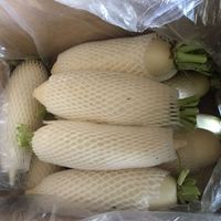 China factory supply fresh organic vegetable radish white green fruit radish and Chinese seeds price for sale