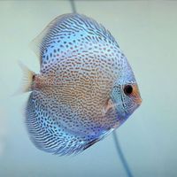 Fish - Best Selling Wholesale Colorful Aquarium Fish - Live Colorful Fish of All Types and Colors
