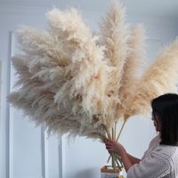 Free Sample Boho Home Wedding Decoration Natural Beige Real Pampas Reed Extra Large Fluffy Feather Dried Pampas Reed