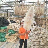 P-02 Wholesale Bohemian Wedding Decoration Large Plume Dry Pampas Reed Flower Decoration Natural Real Fresh Fresh Dried Pampas Reed For Decoration