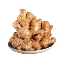 High Quality Fresh Elephant Ginger Fresh Ginger Exporter Wholesale