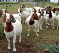 100% full blooded Boer goat