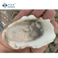 Wholesale Quality Seafood Supplier Frozen Shell Oysters