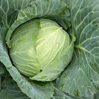 Internationally certified fresh vegetable exporter Fresh Chinese Cabbage