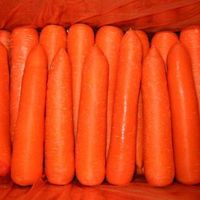 China Supplier Fresh New Season Vegetables Wholesale Baby Carrots Fresh Price China Fresh Carrot Seeds For Sale