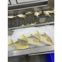 Premium Seafood Frozen Fish Fresh Golden Pomfret