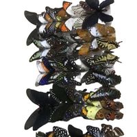 Craft gifts, biological specimens, exquisite animal specimens, preservation of real insect butterfly specimens
