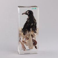 Pigeon anatomy transparent resin specimen biology teaching animal embedded specimen