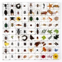 Educational supplies real insect paperweight resin specimen peeling specimen biological model teaching aid insect beetle specimen