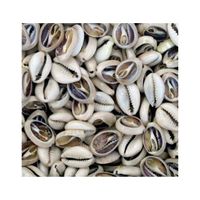 Shells 100% from Vietnam sea at cheap price