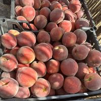 Fresh sweet peaches with grade A stones