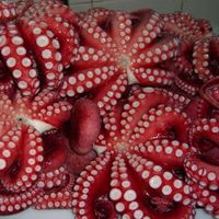 Geishi high-quality fresh frozen octopus whole small octopus frozen for sale