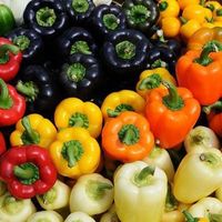 Bell peppers of good quality at favorable prices