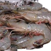 Frozen White Shrimp / Fresh Shrimp / Where to buy frozen shrimp