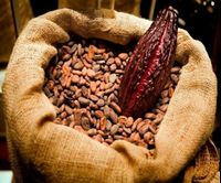 High Quality Indonesian Cocoa Beans - Cocoa Beans - Chocolate Beans