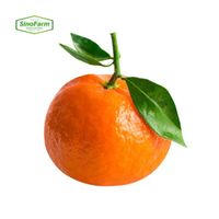 2023 new crop fresh navel orange citrus fruit fresh from China wholesale