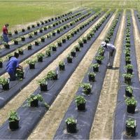 Silver and black plastic mulch for greenhouse