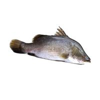 Frozen Sea Bass at Affordable Prices