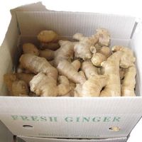 Zhongnong Brand Fresh Ginger Air Dried Dried Ginger Root Market Price 10kg Ginger PVC Box Export Supplier Buyer From China