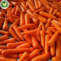 Exporter Wholesale Low Price Fresh Shandong Carrots