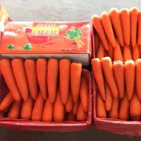 Zhongnongxin Carrot Red SML 2L 3L Xiamen Fresh Vegetable Carrot Bulk Ordinary Low Price OEM/ODM Custom Bag Low MOQ