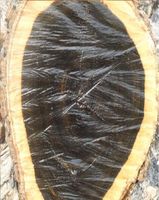 80 cm diameter high-quality ebony logs
