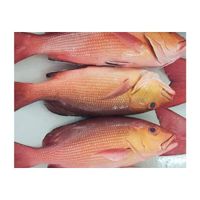 Hot Selling Premium Seafood Frozen Red Bass Fillet Fish Exporter