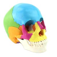 Colorful Human Skull Anatomy Model 22 Part Colored Removable Skull Model