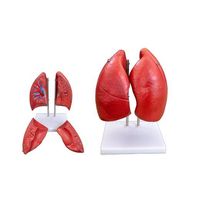 Human Lung Anatomical Model 4 Parts Medical Anatomy Model of Detachable Lung