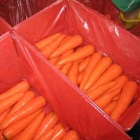 2023 new season china suppliers fresh vegetables wholesale organic carrots fresh china fresh baby carrots price